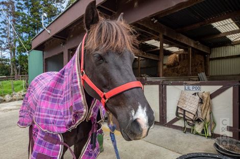 Photo of property in 16 Fletcher Road, Waimauku, 0881