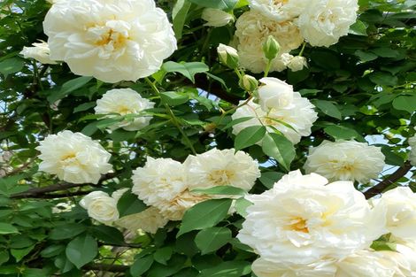 Photo of property in 44 Napier Road, Havelock North, 4130