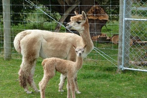 Photo of property in 18 Nixons Road, Fairlie, 7987