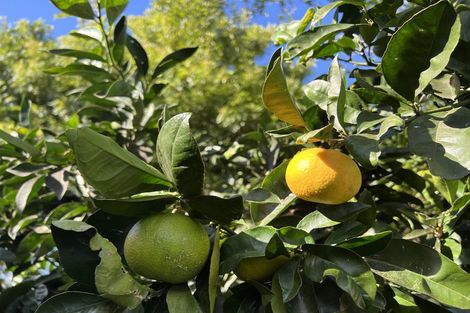 Photo of property in 16 Shearwater Street, One Tree Point, 0118