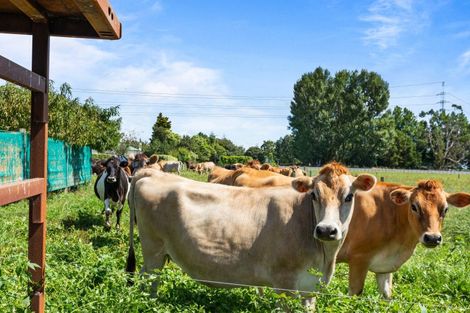 Photo of property in 4460 State Highway 26, Te Aroha, 3393