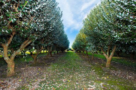 Photo of property in 55c Whakato Road, Manutuke, 4072