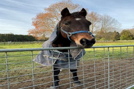 Photo of property in 87b Fuchsia Lane, Tamahere, Hamilton, 3284