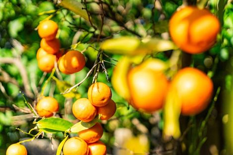 Photo of property in 56 Montgomery Avenue, Dargaville, 0310