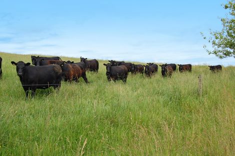 Photo of property in 135 Phillips Road, Kaiwaka, 0573