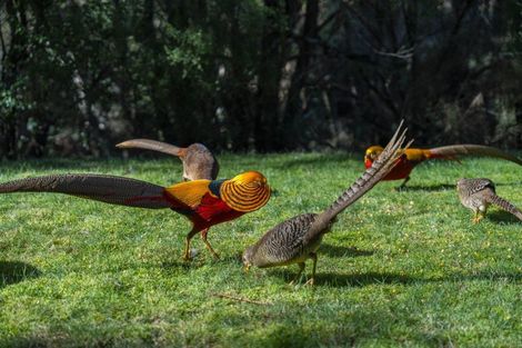 Photo of property in 57 Tiverton Downs Road, Broadlands, Reporoa, 3081