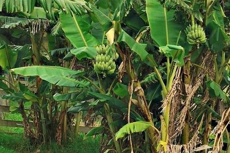 Photo of property in 28 Matakohe Road East, Matakohe, 0593