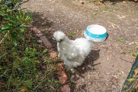 Photo of property in 22 Beech Crescent, Hillcrest, Hamilton, 3216