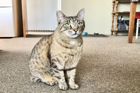 Photo of property in 34 Seadown Crescent, Amberley, 7410