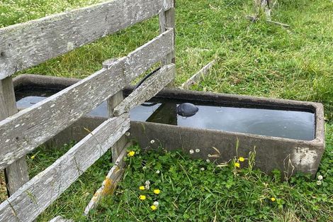 Photo of property in 156 Kawakawa Road, Feilding, 4775