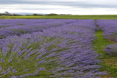 Photo of property in 169 Brotherhood Road, Kihikihi, Te Awamutu, 3875