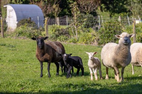 Photo of property in 24 Rowe Road, Whatawhata, Hamilton, 3289