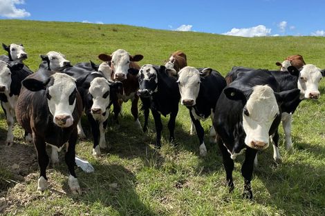 Photo of property in 567 Wharehine Road, Wharehine, Wellsford, 0973