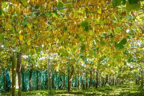 Photo of property in 359 Matahui Road, Aongatete, Katikati, 3181