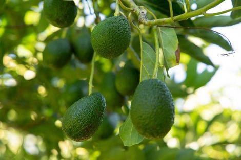 Photo of property in 353 Lockington Road, Aongatete, Katikati, 3181