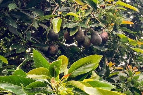 Photo of property in 244a Lindemann Road, Tahawai, Katikati, 3170