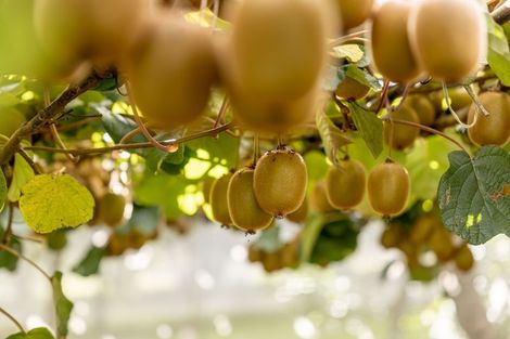 Photo of property in 39 Prole Road, Omokoroa, Tauranga, 3172