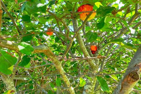 Photo of property in 26 Omagh Avenue, Papatoetoe, Auckland, 2025