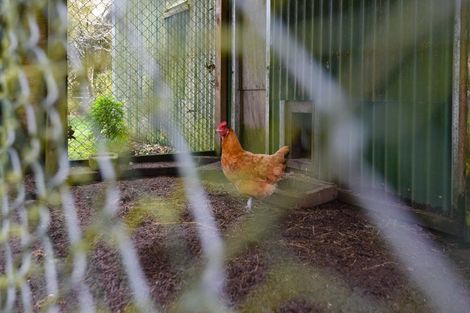 Photo of property in 22 Maire Street, Mamaku, 3020