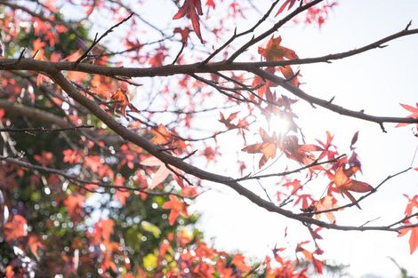 Photo of property in 36 Batchelor Street, Newlands, Wellington, 6037