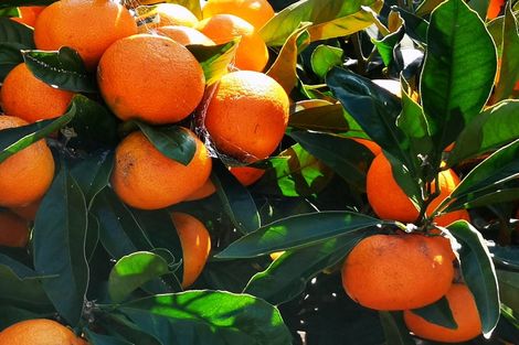 Photo of property in 905 Upper Ohauiti Road, Ohauiti, Tauranga, 3173