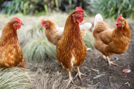 Photo of property in 956 Upper Ohauiti Road, Ohauiti, Tauranga, 3173