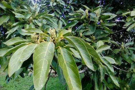 Photo of property in 6 Pukeatua Road, Maungatapere, Whangarei, 0179