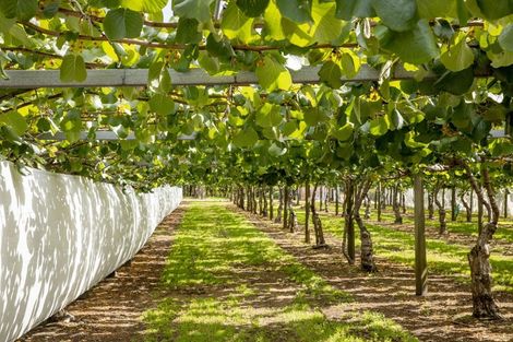 Photo of property in 36 Reeves Road, Te Ranga, Te Puke, 3188