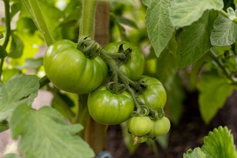 Photo of property in 20 Parkland Rise, Omokoroa, 3114