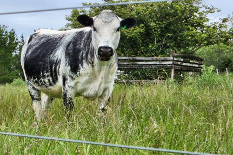 Photo of property in 783 Mangorei Road, Mangorei, New Plymouth, 4371