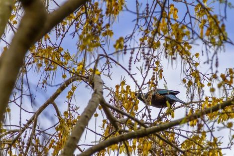 Photo of property in 1/3 Princeton Road, Raumati Beach, Paraparaumu, 5032