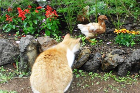 Photo of property in 6 Pukeatua Road, Maungatapere, Whangarei, 0179