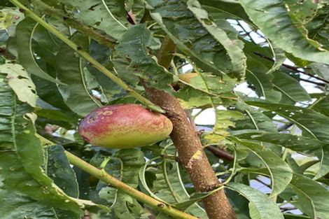 Photo of property in 102 Kennedy Road, Waikino, Waihi, 3682