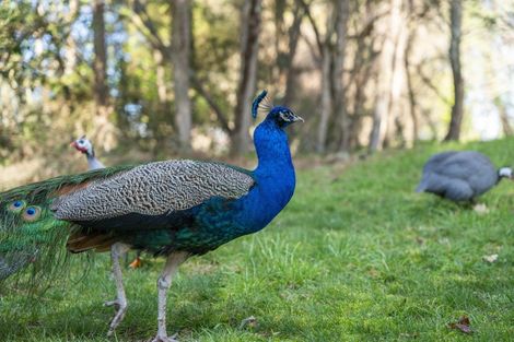Photo of property in 57 Tiverton Downs Road, Broadlands, Reporoa, 3081