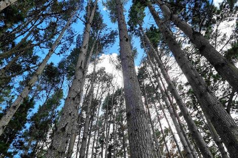 Photo of property in 294 Foster Road, Waimauku, Kumeu, 0891