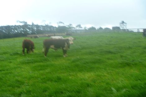 Photo of property in 291 Rea Road, Tahawai, 3178