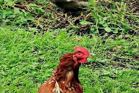 Photo of property in 28 Matakohe Road East, Matakohe, 0593