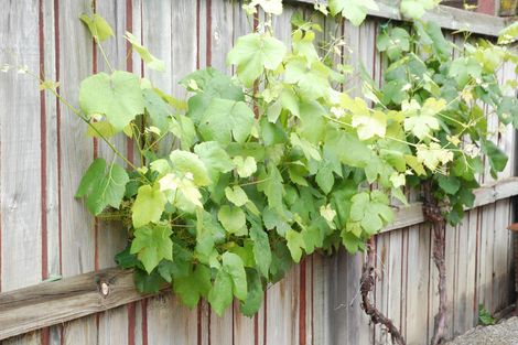 Photo of property in 117 Waenga Drive, Cromwell, 9310