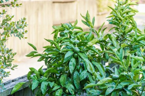 Photo of property in 17b Mitchell Street, Greerton, Tauranga, 3112