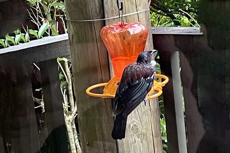 Photo of property in 51a Maungaraki Road, Korokoro, Lower Hutt, 5012