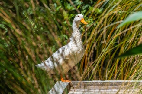 Photo of property in 448 Tancreds Road, Lincoln, Christchurch, 7672