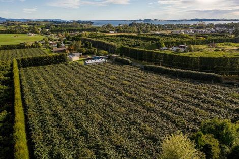 Photo of property in 39 Prole Road, Omokoroa, Tauranga, 3172