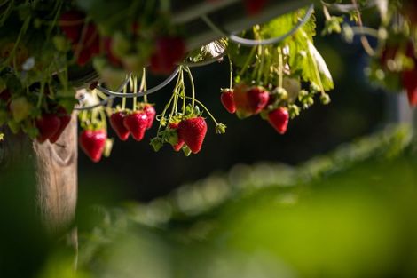 Photo of property in 529b Te Puke Highway, Te Puke, 3187