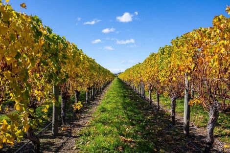 Photo of property in 5 Brook Street, Renwick, 7204