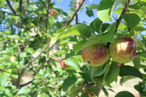 Photo of property in 4 Moreton Road, Carterton, 5713