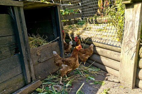 Photo of property in 87 Stredwick Drive, Torbay, Auckland, 0630