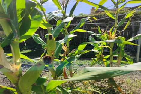 Photo of property in 55 Williamson Avenue, Belmont, Auckland, 0622