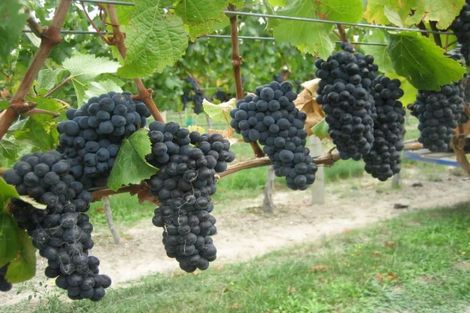 Photo of property in 1034 Luggate-cromwell Road, Mount Pisa, Cromwell, 9383