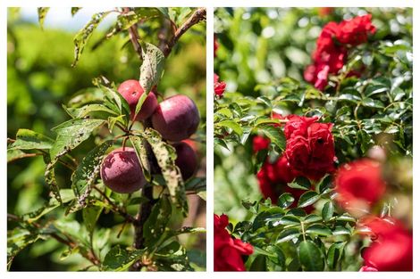 Photo of property in 38 Tanners Point Road, Tanners Point, Katikati, 3177
