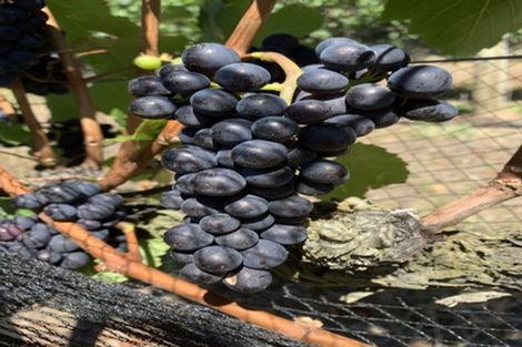 Photo of property in 87 Clark Road, Pahurehure, Papakura, 2113